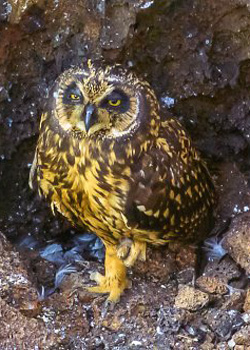 Galapagos Short-eared Owl Mark Yanny Jackson WI photography  SOLD